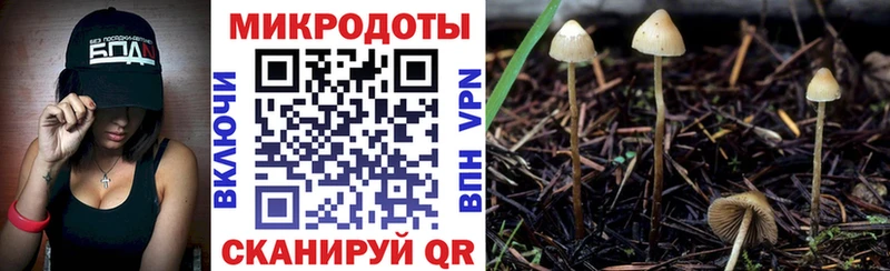 Псилоцибиновые грибы Psilocybe  хочу   Кашин 